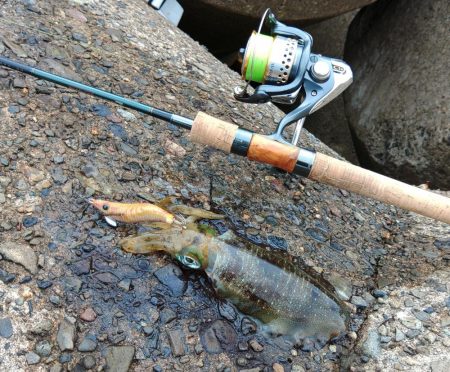 エギング秋シーズン開幕！